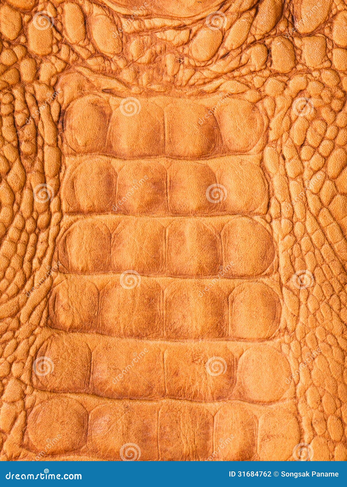 Crocodile skin stock photo. Image of leather, luxury 31684762