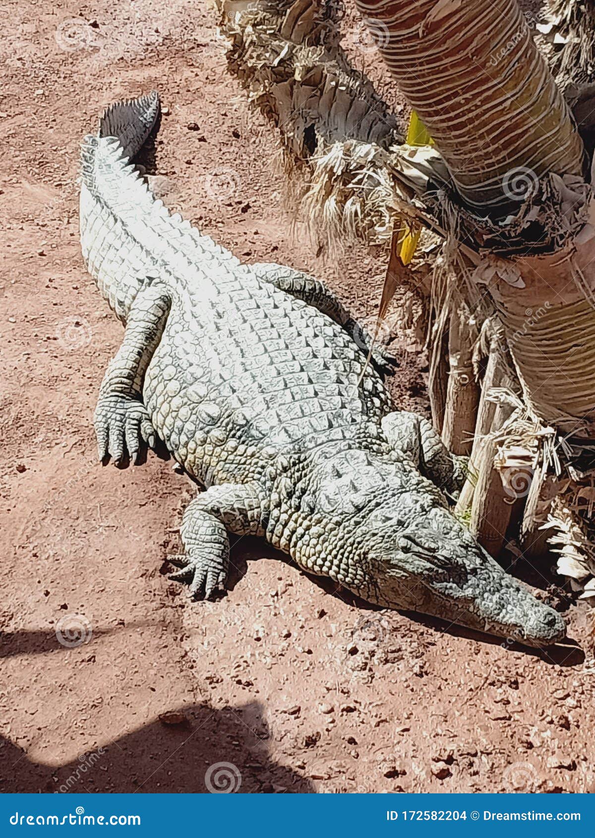 crocodile sleep animal dormir animal foret nature