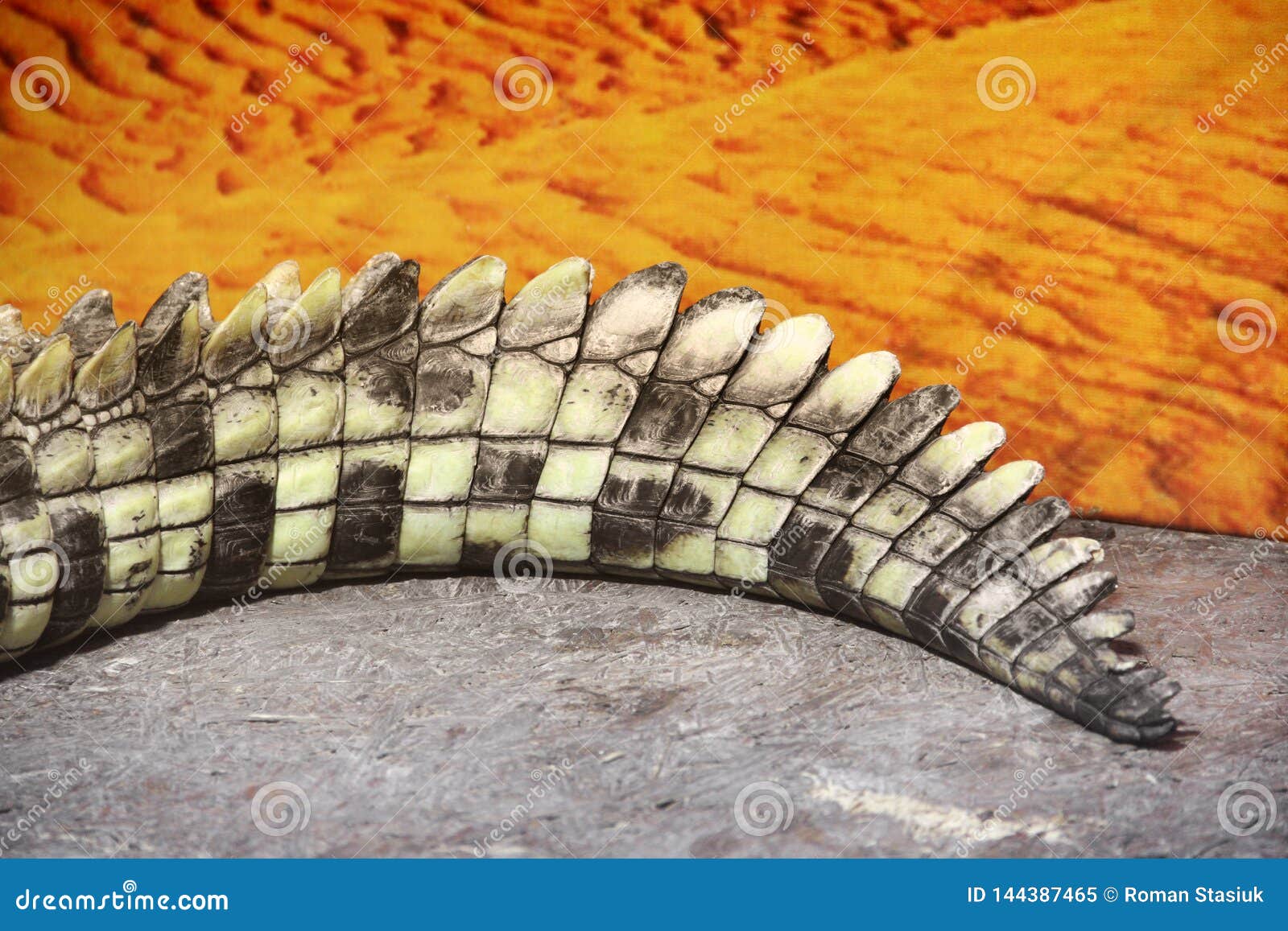 Crocodile tail close up stock image. Image of open, asian - 144387465