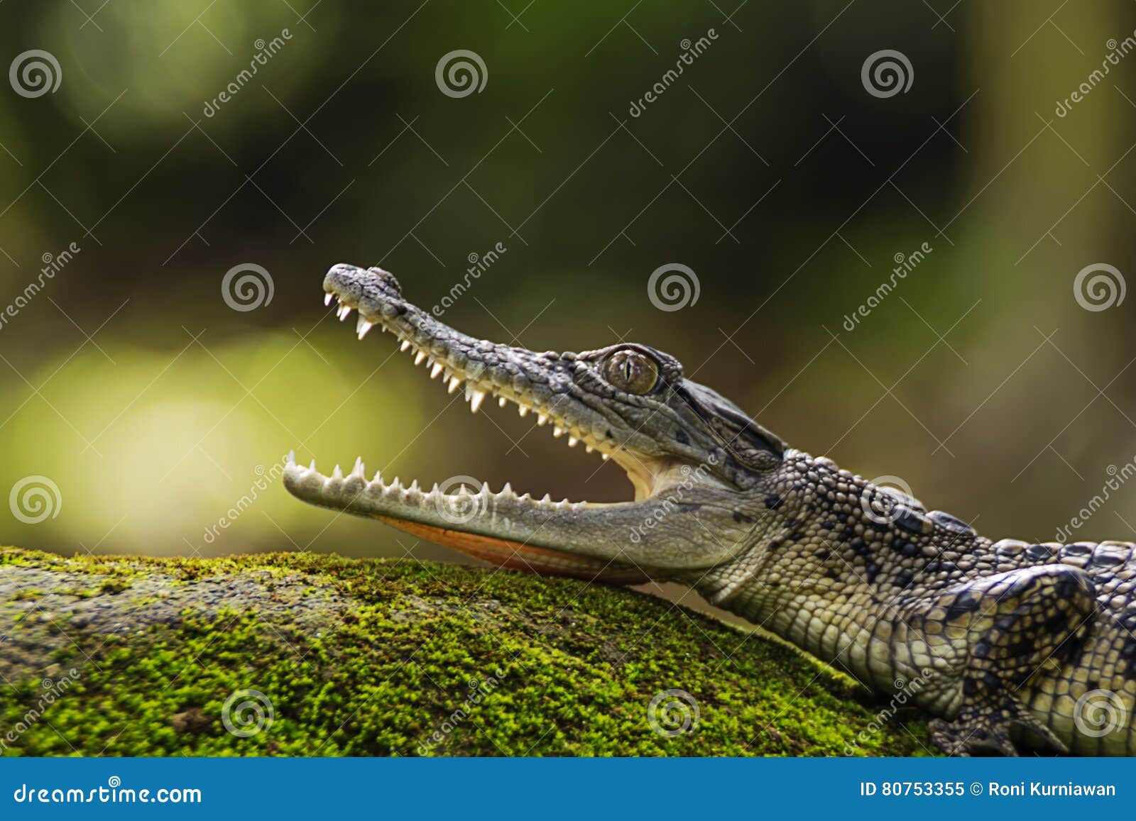 Animals, Dumpy Frog, Amphibians, Treefrog, Animal-wildlife, Reptiles