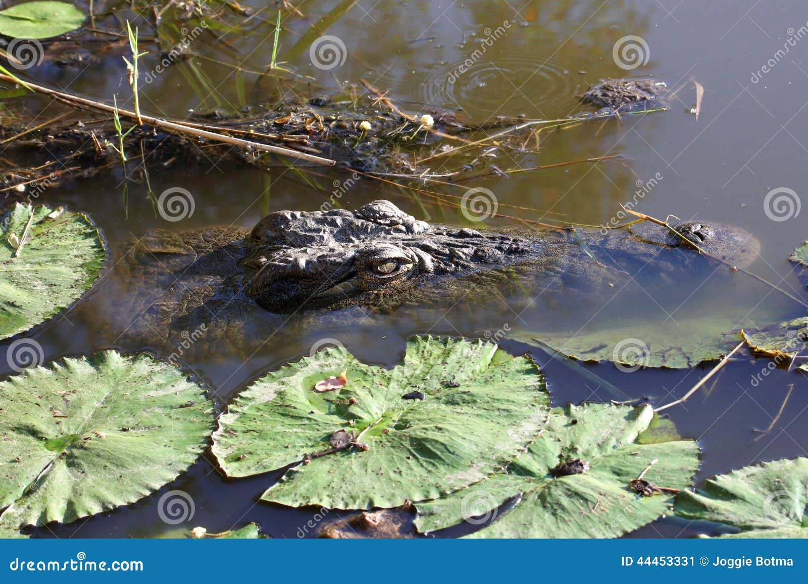 Crocodile in water. Crocodile submerged in water waiting for prey