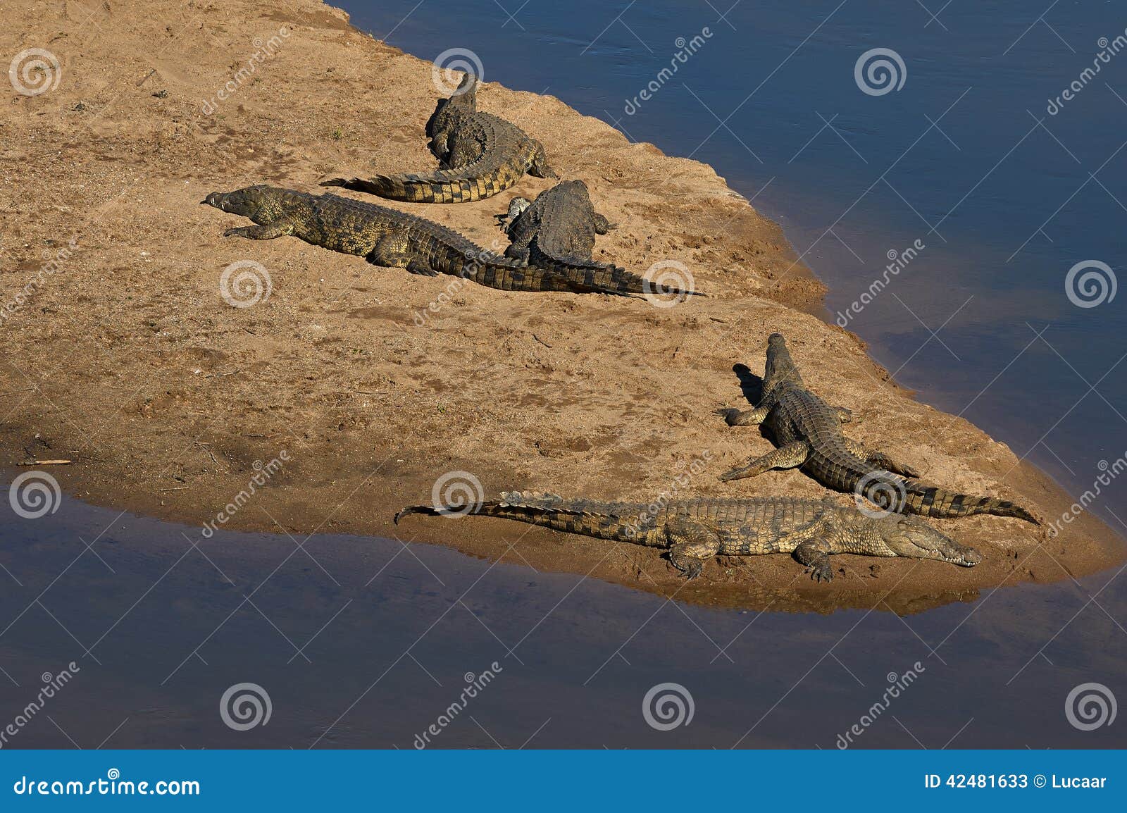 crocodiles at crocodile river, kruger national park