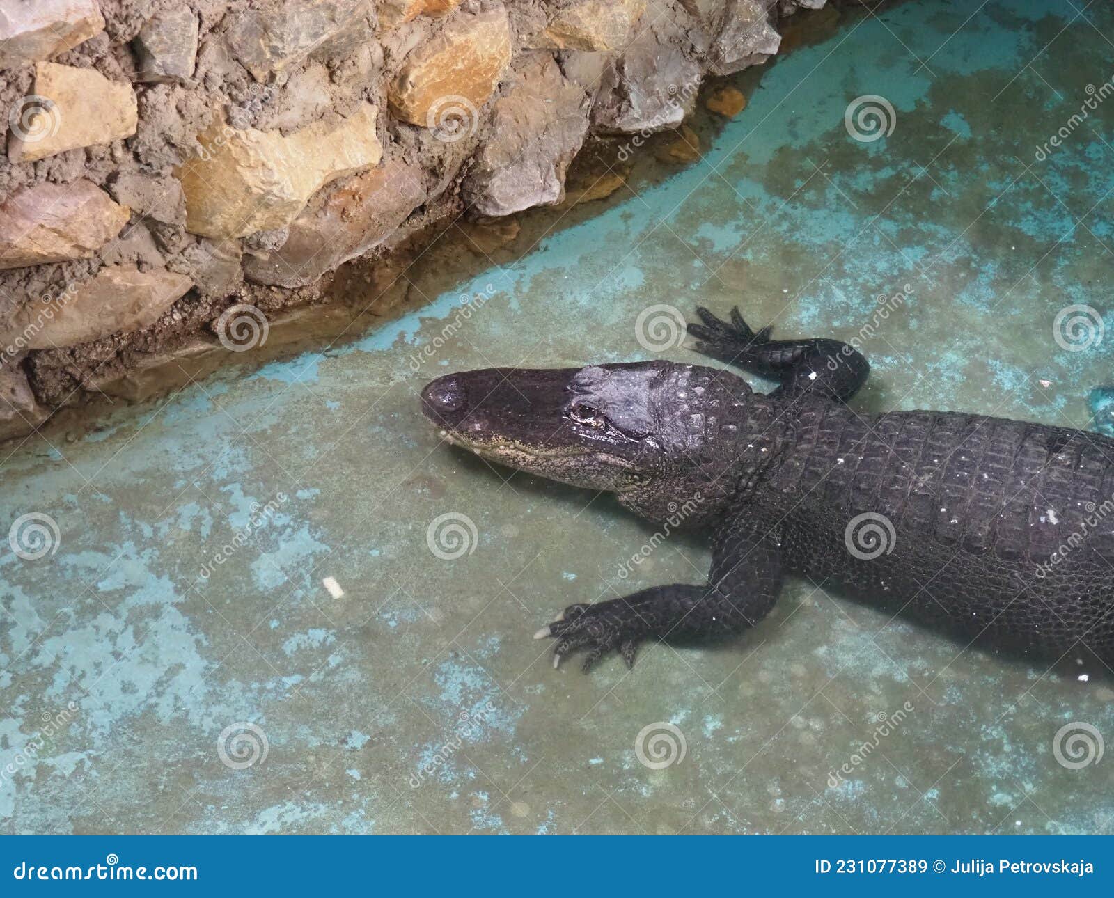 Crocodiles Crocodilia, a Detachment of Secondary Aquatic Animals of the Class of Reptiles, Eusuchia. Crocodile in the Stock Image - Image of wildlife, loricata: 231077389 Crocodiles Crocodilia, a Detachment of Secondary Aquatic Animals of the Class of Reptiles, Eusuchia. Crocodile in the Stock Image - Image of wildlife, loricata: 231077389