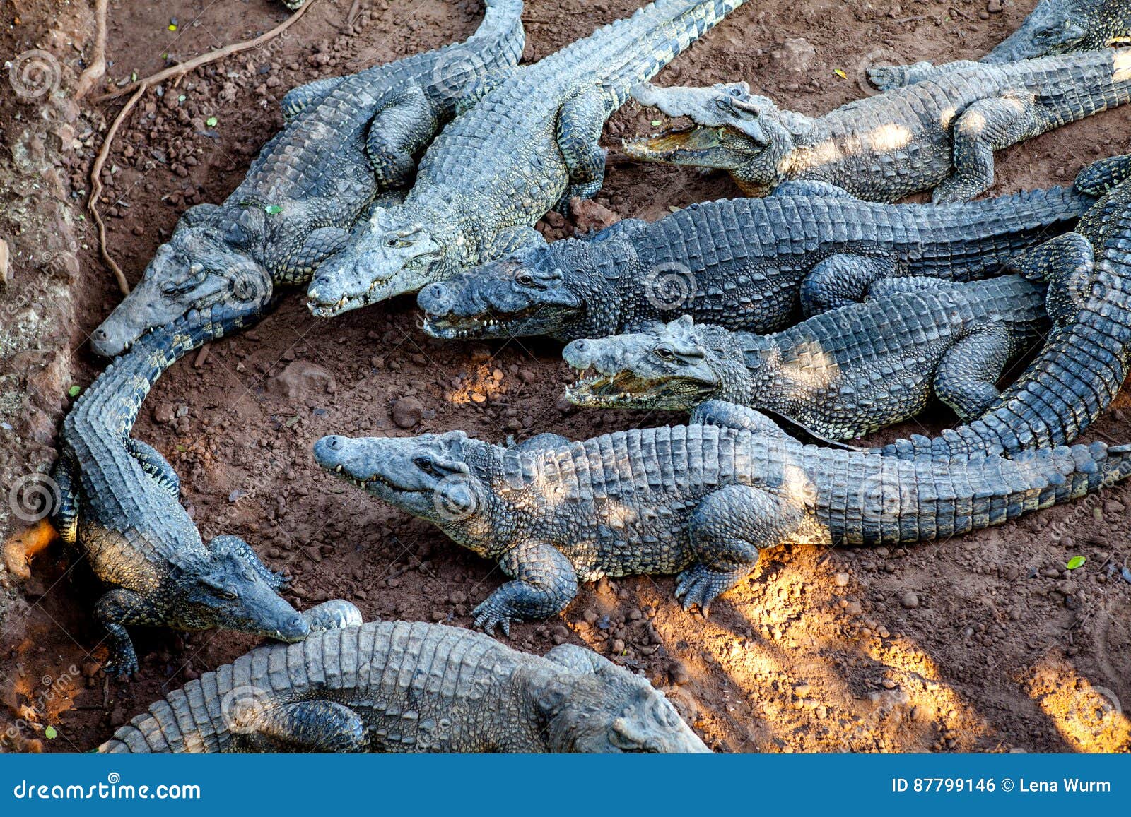 crocodiles from farm near the playa larga, cuba