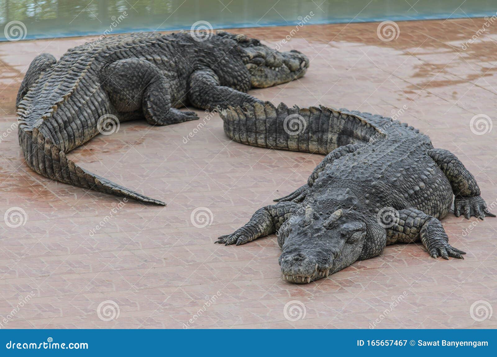 Crocodiles in the farm stock image. Image of crocodiles 165657467