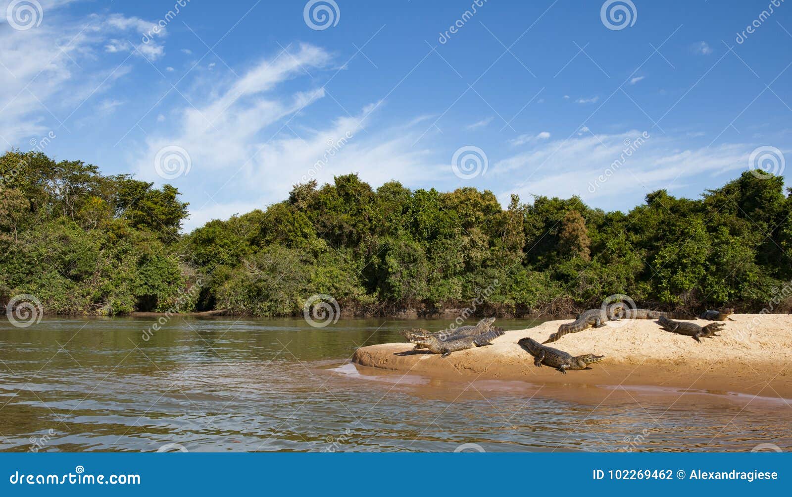 crocodiles sunbathing on the shore of the cuiaba river