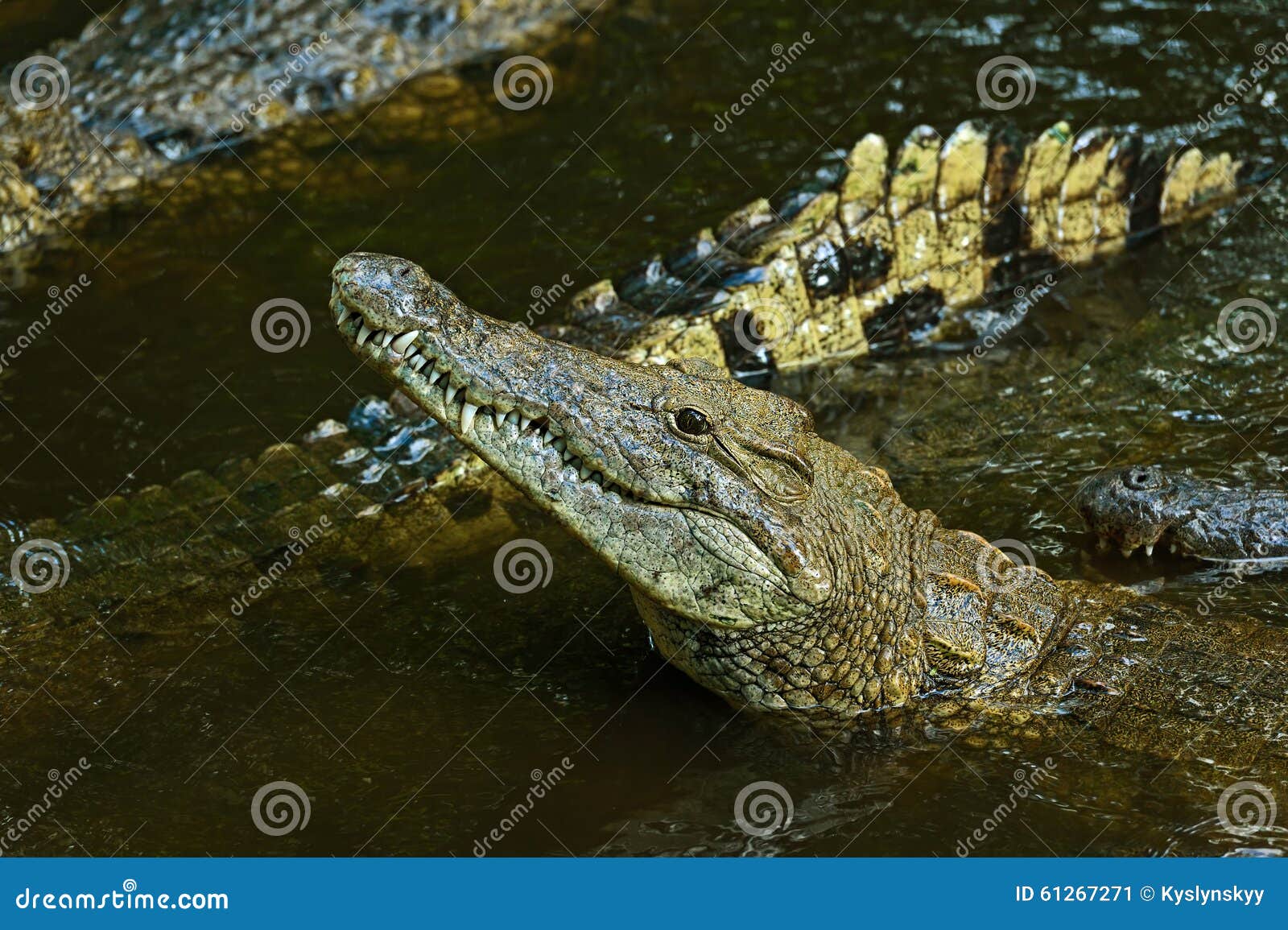 Crocodiles Masai Mara stock image. Image of africa, ngorongoro - 61267271