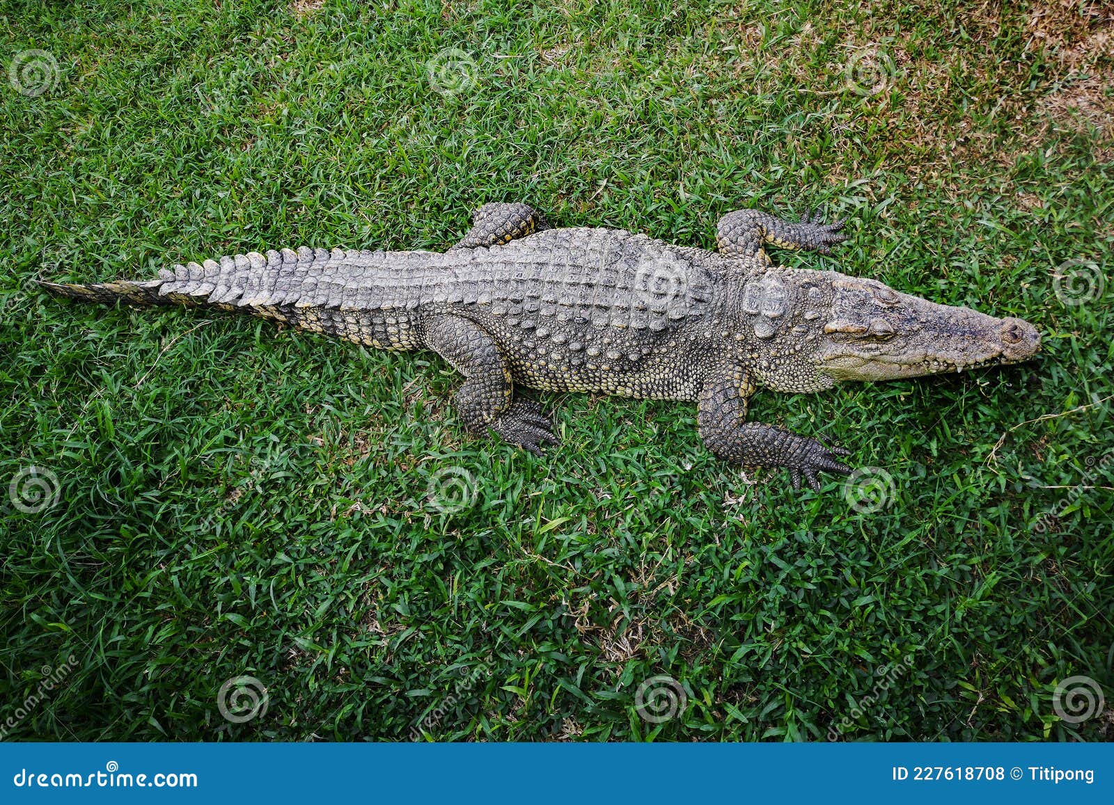 Crocodiles Sunbathe on the Grass in Beautiful Animals Stock Photo