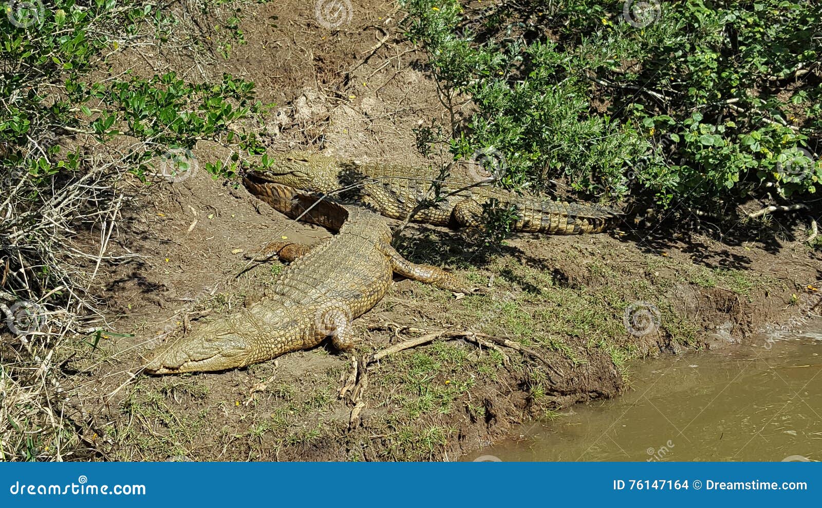 Crocodiles sunbathing stock photo. Image of crocodiles 76147164
