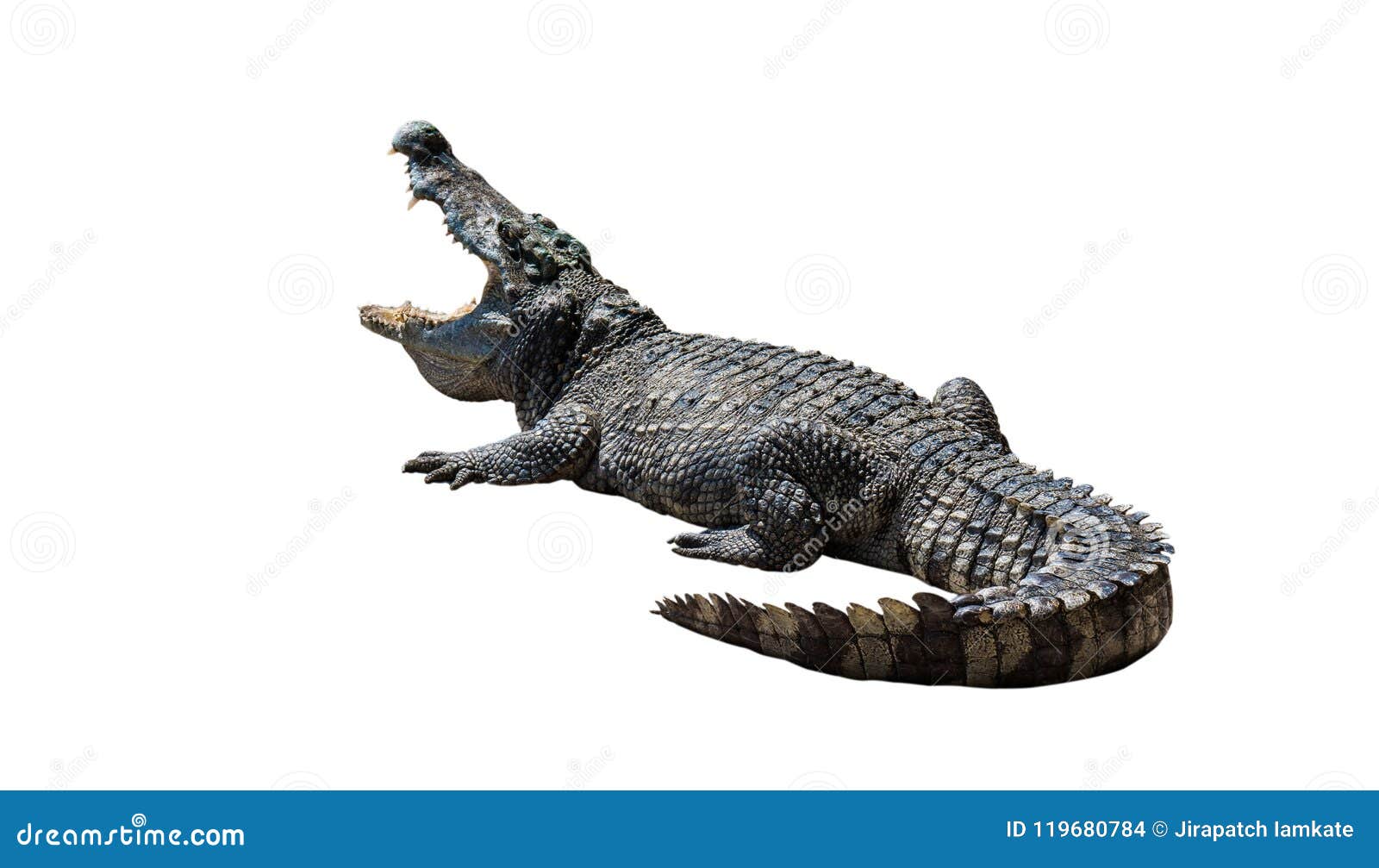 Crocodiles on White Background. Stock Photo - Image of pattaya, bite:  119680784, image size:1600x1007