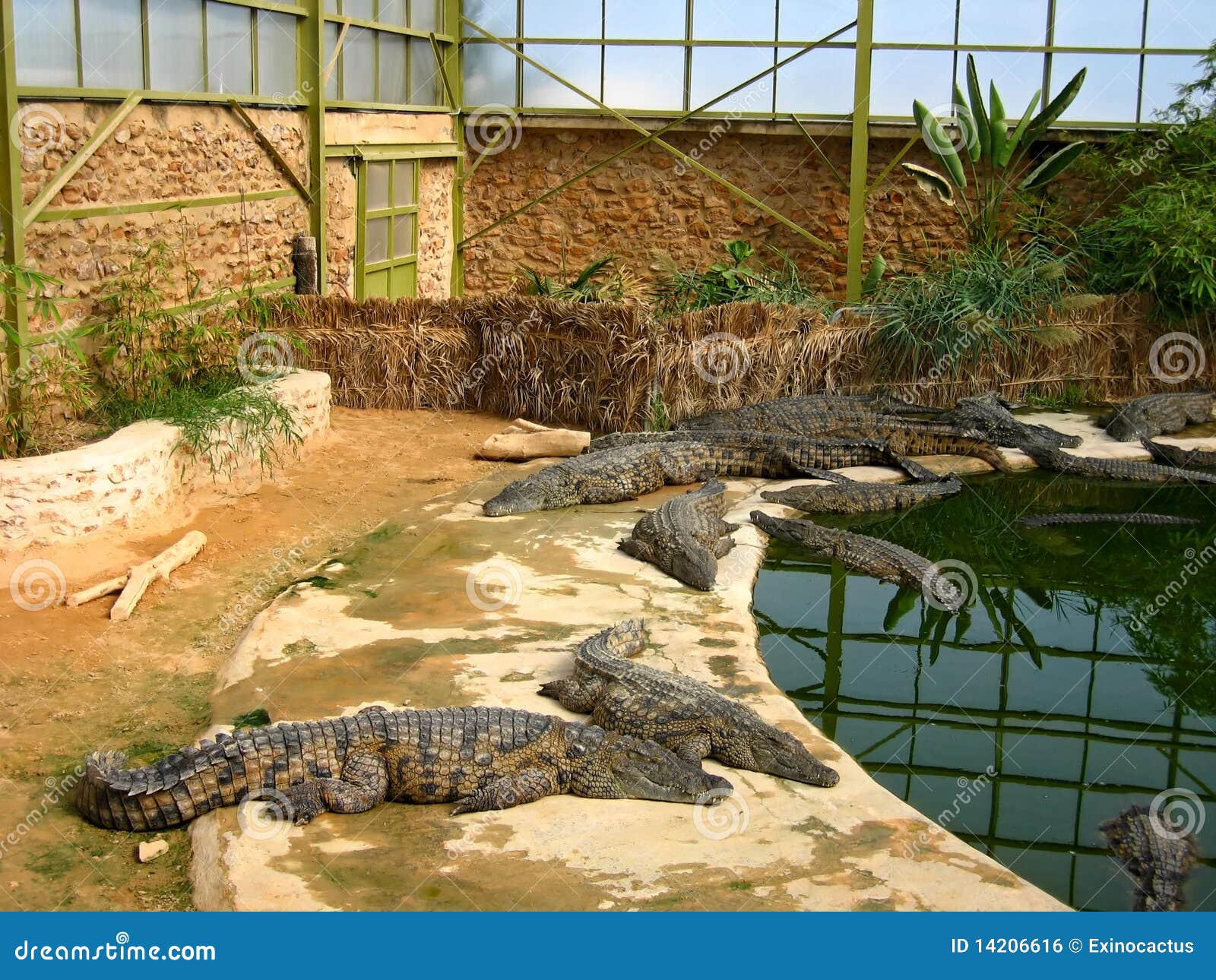 the crocodiles in winter pavilion on the farm on d