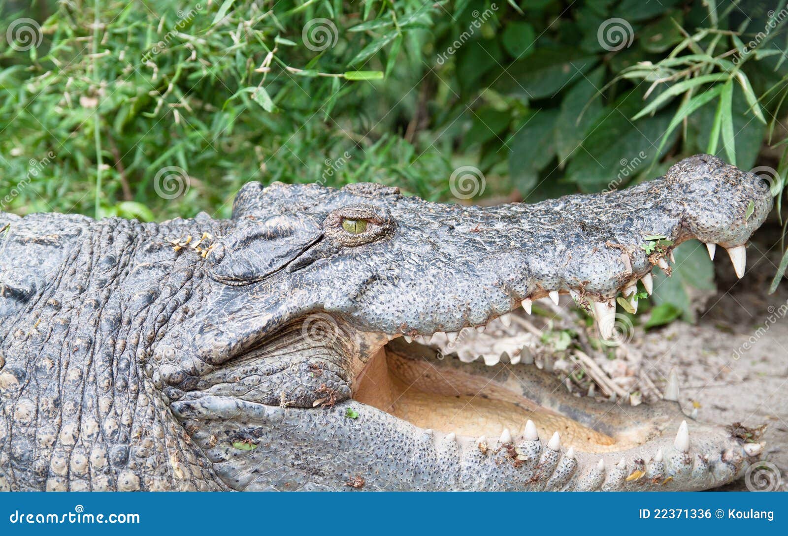 O crocodilo abre a boca para basking.