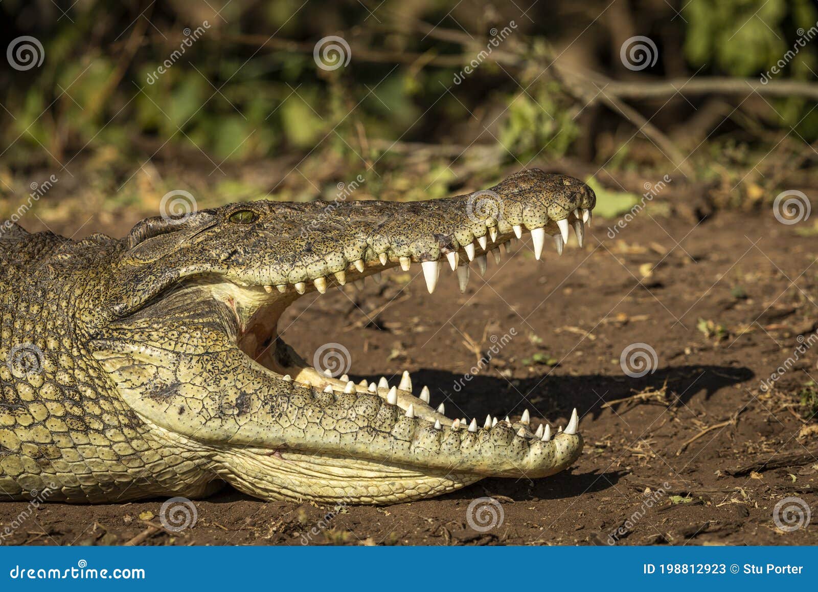 Crocodilo Bonito Com Birdie Na Boca Aberta Larga, Ilustração