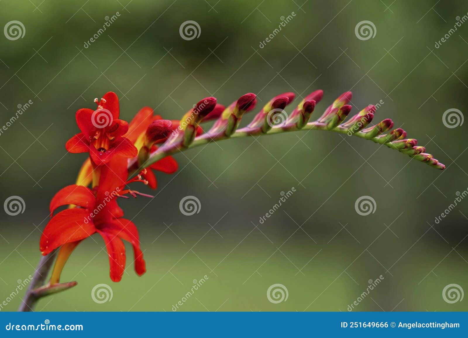 crocosmia flower spike with open red flowers and buds