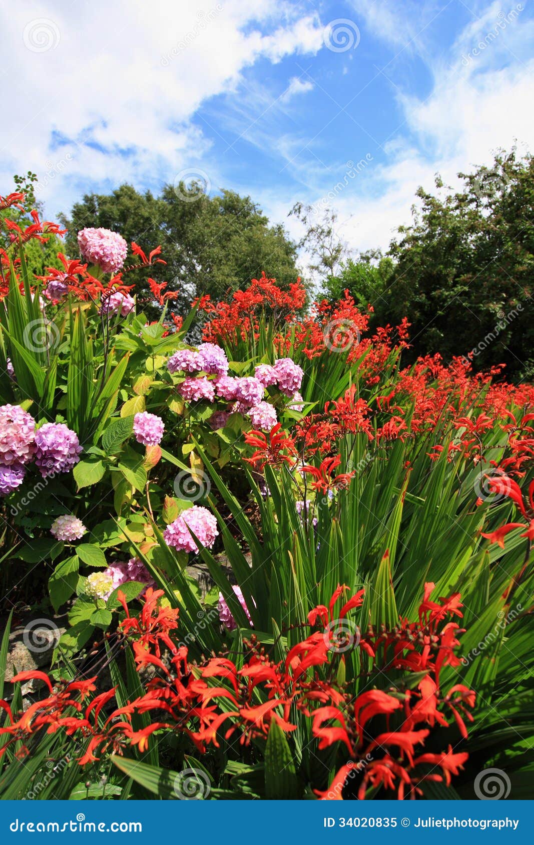 crocosmia 'lucifer' and pink hydrangeas