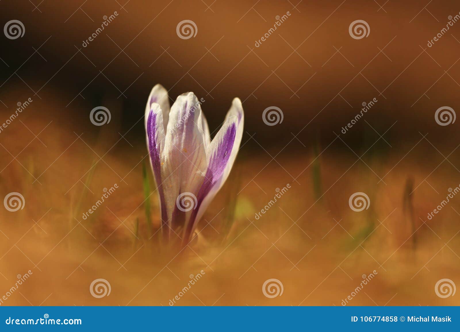 crocus albiflorus. free nature. wild nature of czech.