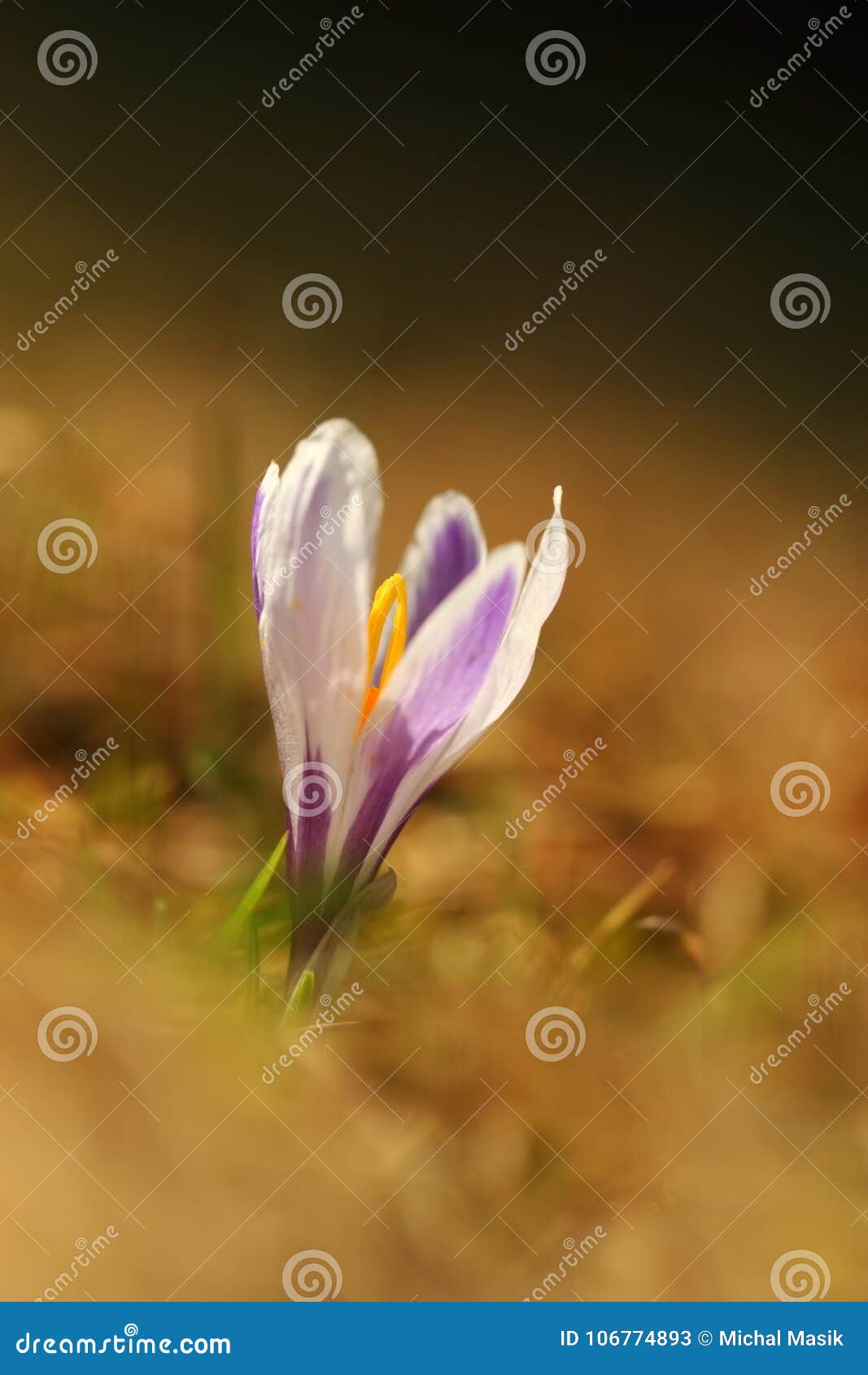 crocus albiflorus. free nature. wild nature of czech.