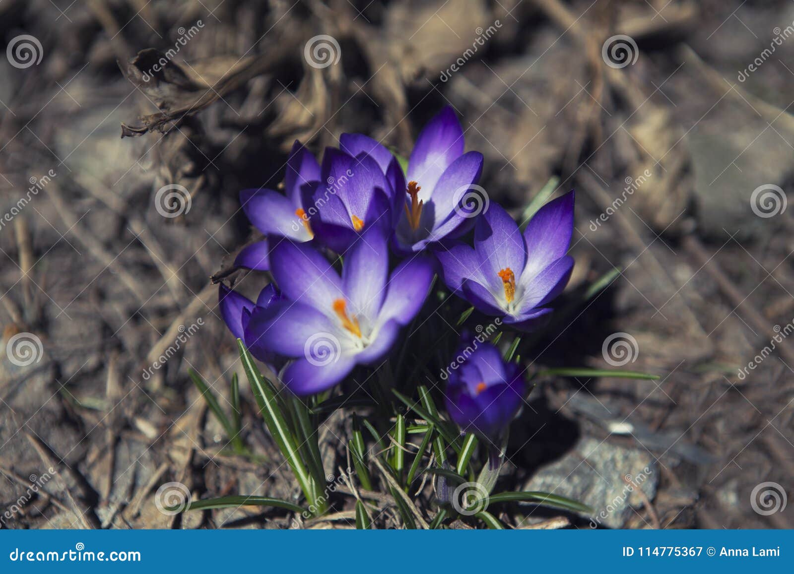 crocus, beautiful purple mountain flower