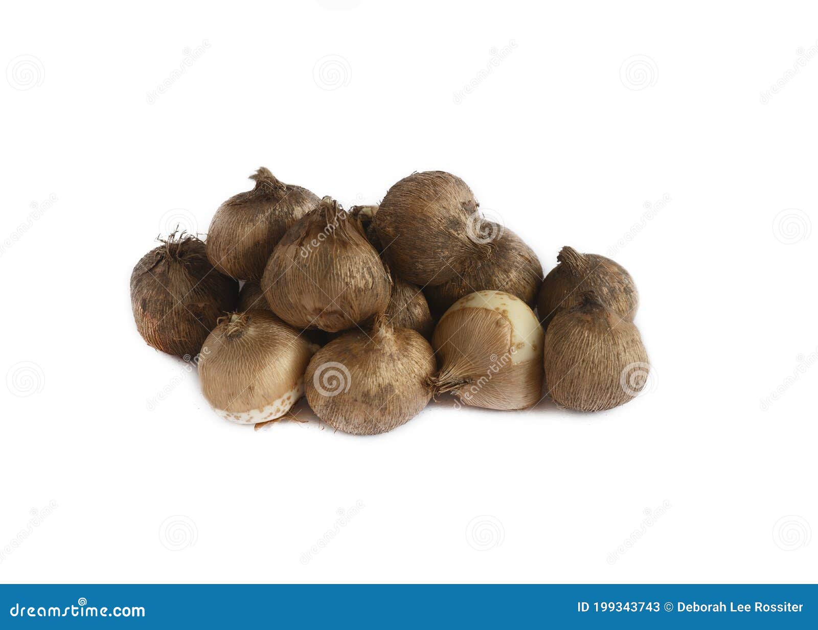 Crocus bulbs isolated stock image. Image of growth, crocus 199343743