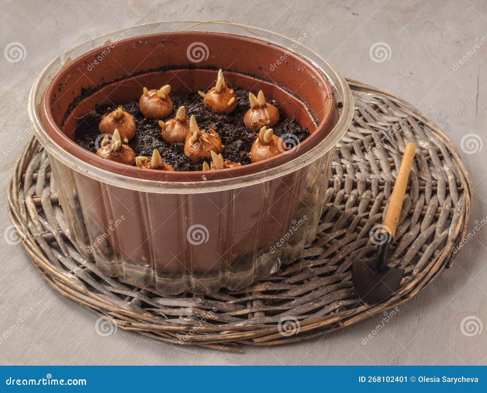 Crocus bulbs in a pot stock image. Image of canvas, delicate 268102401
