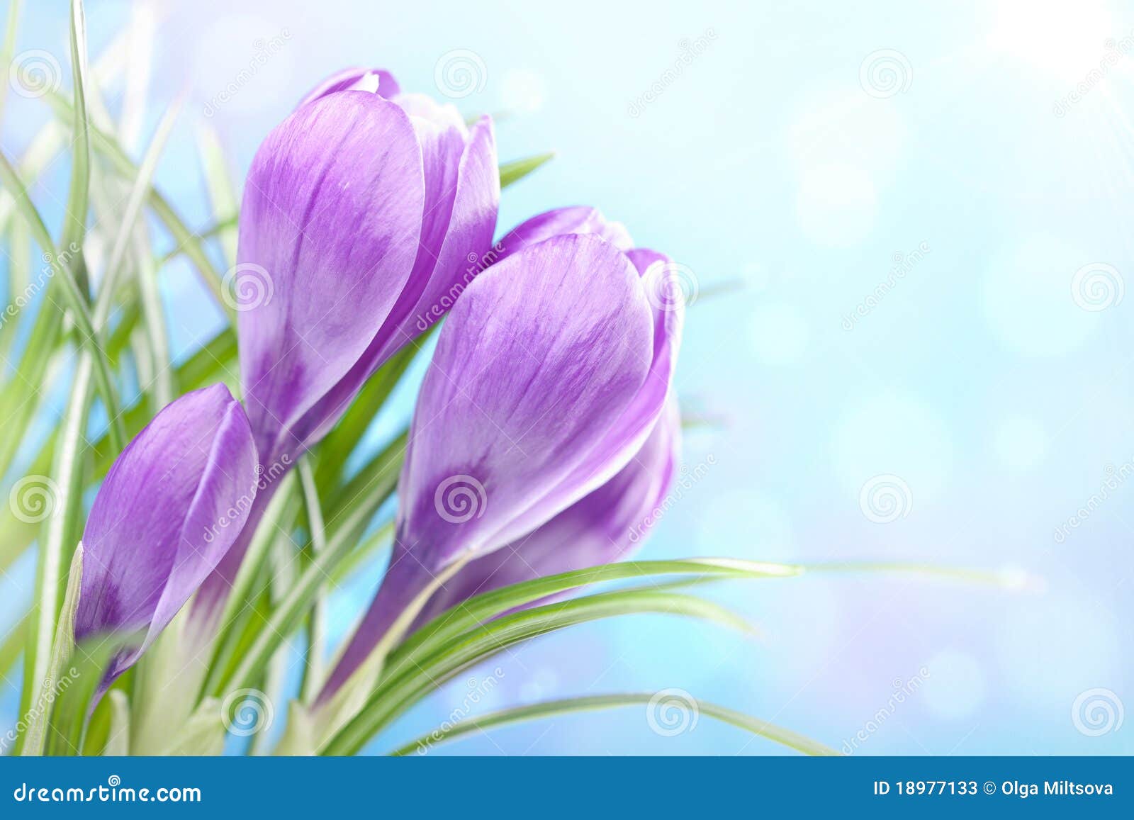 Crocus flower stock image. Image of crocus, bloom, flora 18977133