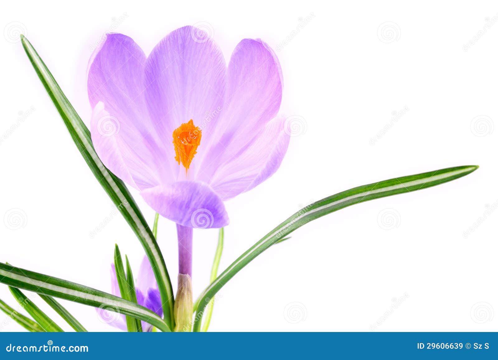 Crocus flower stock image. Image of isolated, march, plant 29606639