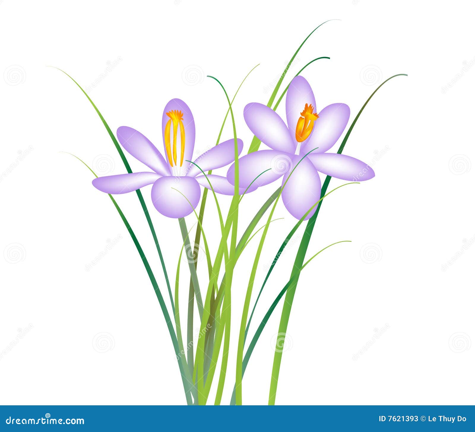 Crocus flower stock illustration. Illustration of magenta 7621393
