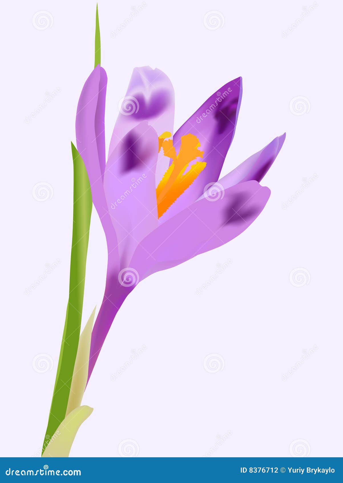 Crocus flower stock vector. Illustration of celebration 8376712