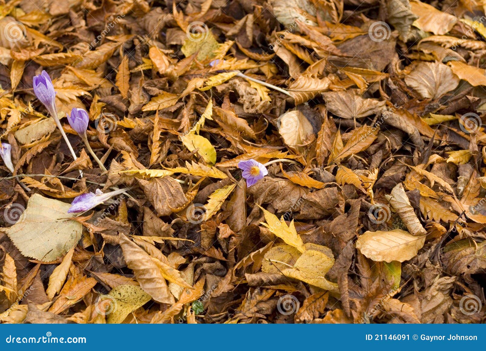 Crocus Flower through Autumn Leaves Stock Image Image of delicate