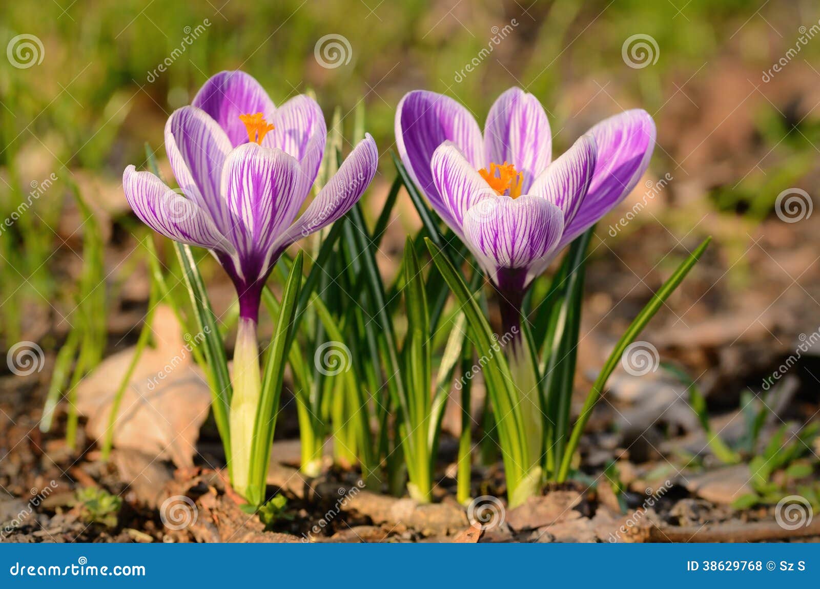 Crocus flower bloom stock photo. Image of nature, plant 38629768