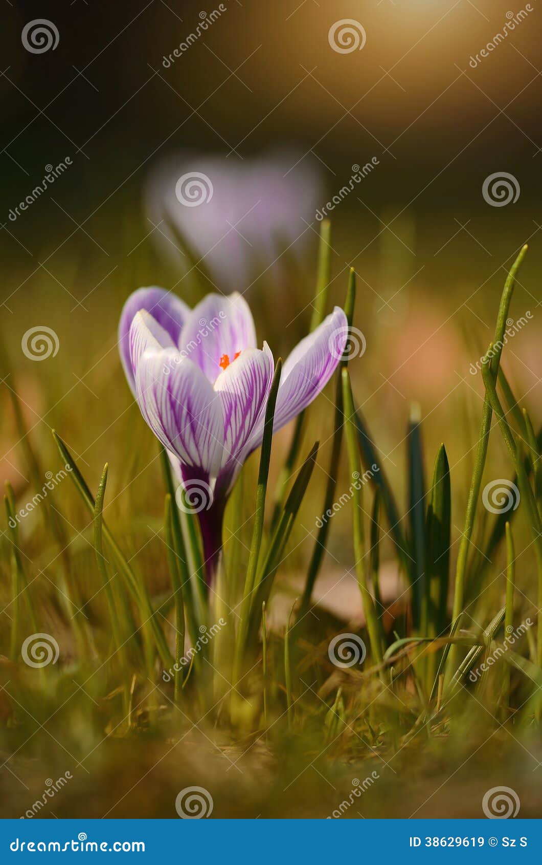 Crocus Flower Bloom in Sunset Stock Image Image of early, fresh 38629619