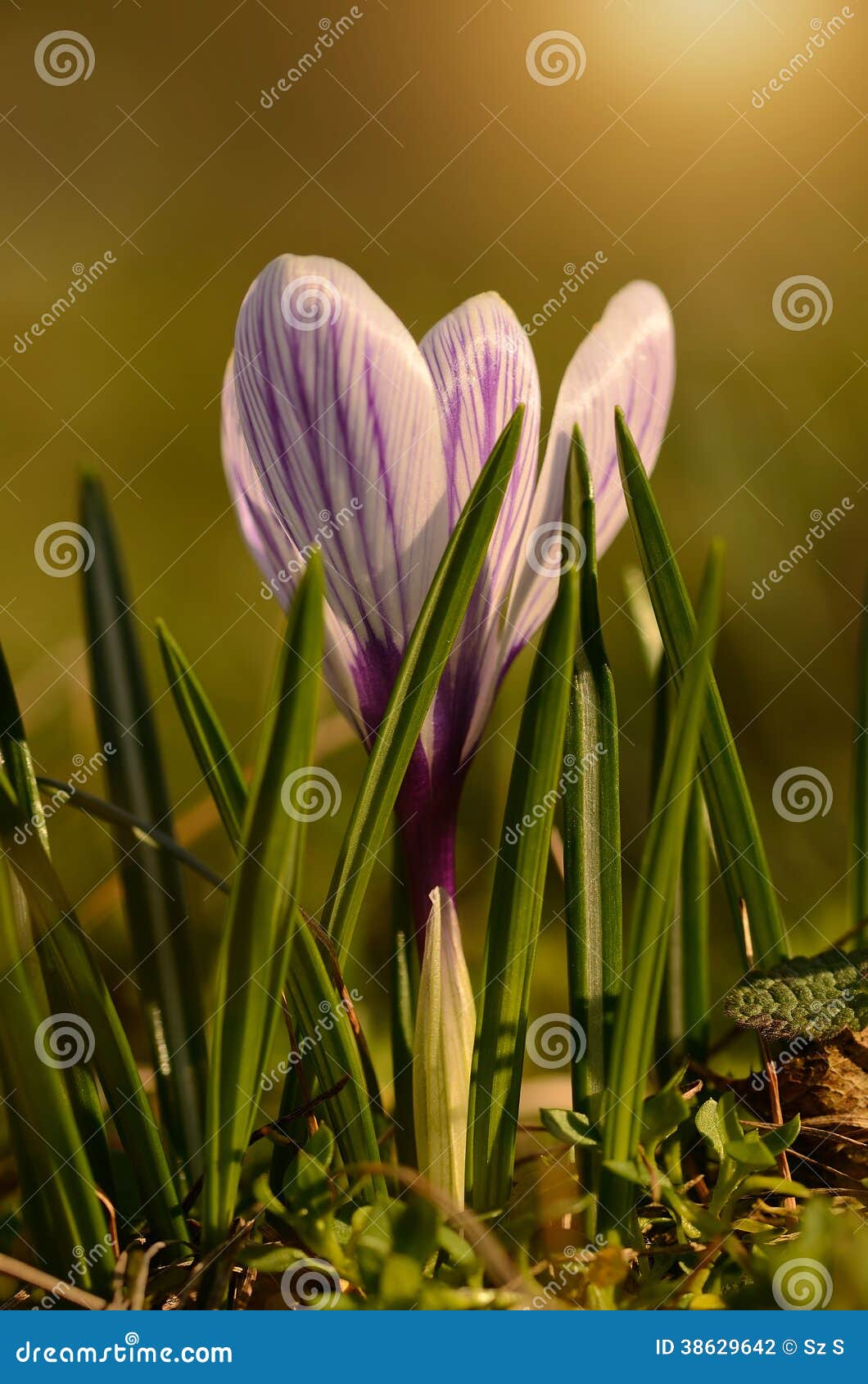 Crocus Flower Bloom in Sunset Stock Photo Image of golden, beautiful
