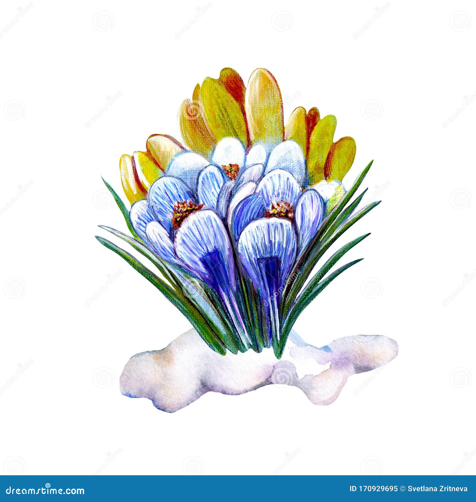 221 Crocus Snow Stock Illustrations Vectors Clipart Dreamstime