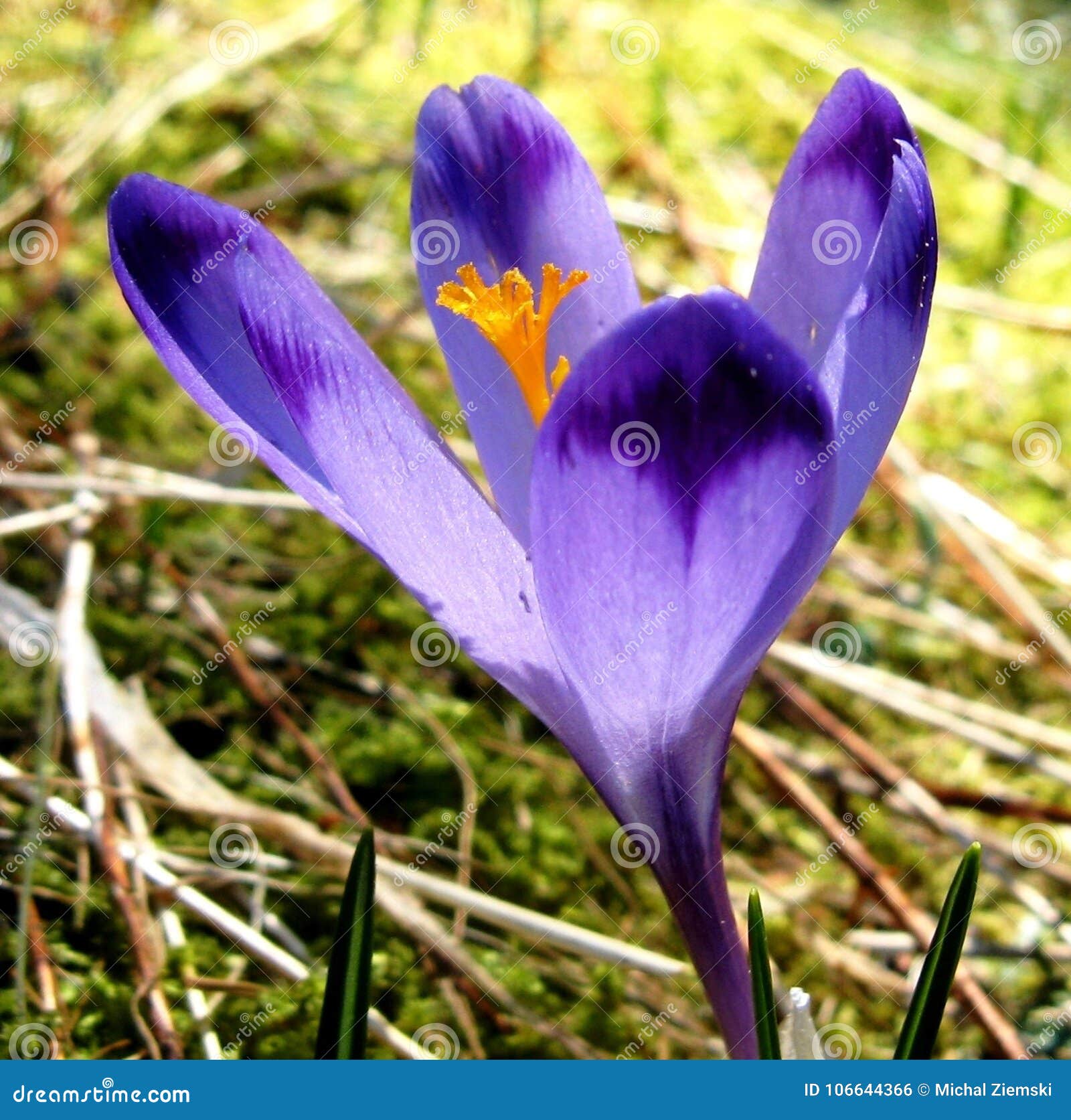 My Image 27