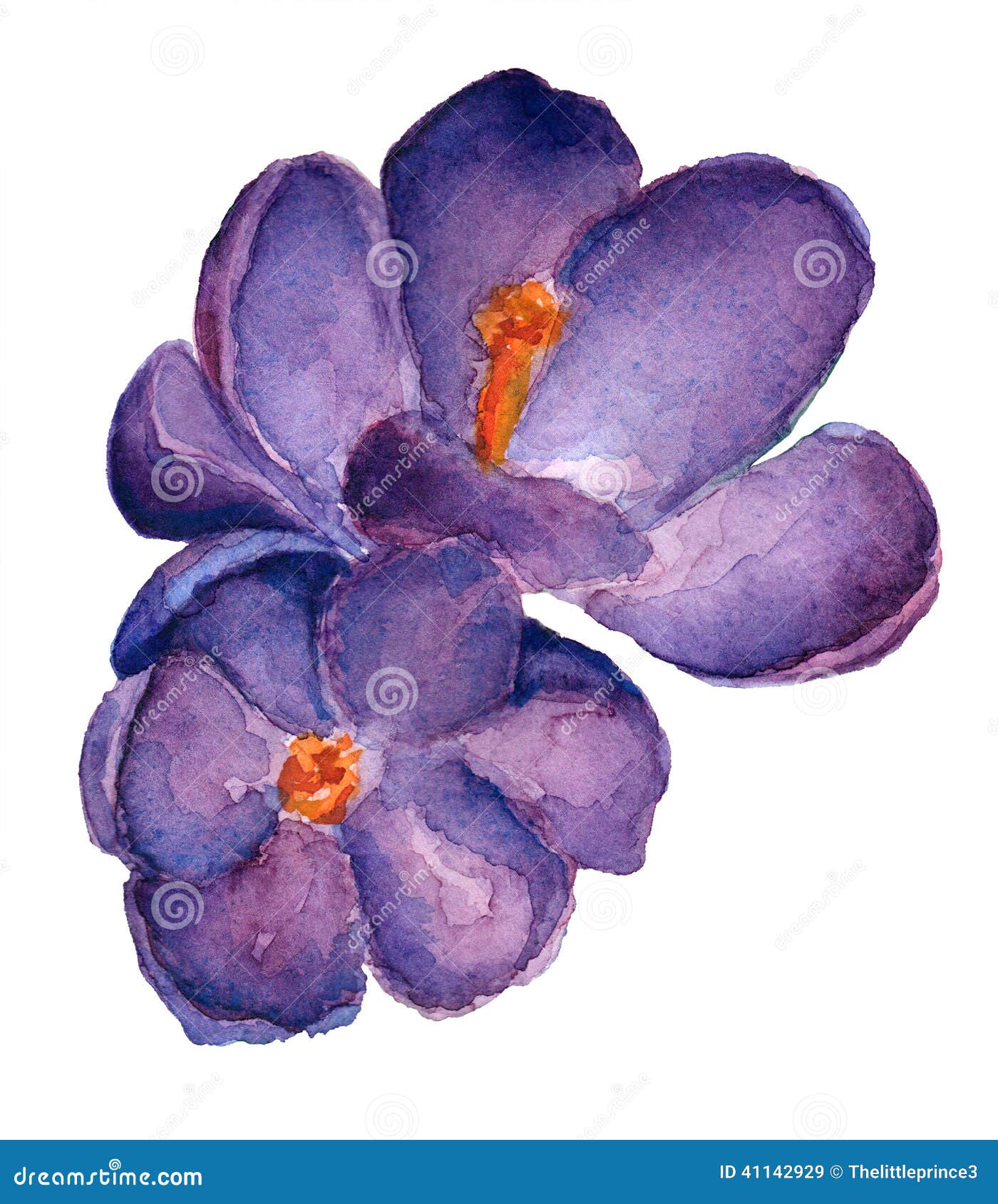 Crocus Flower Set. Saffron Flower With Red Pistils. Most Expensive Spice And Pigment Vector