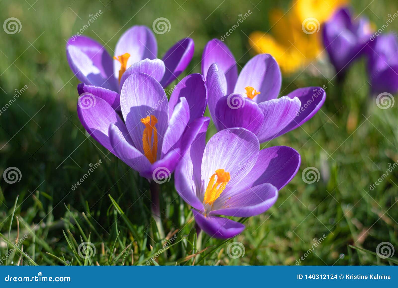 Purple Crocus Flowers in Bloom, Horizontal, Isolated, with Copy Space