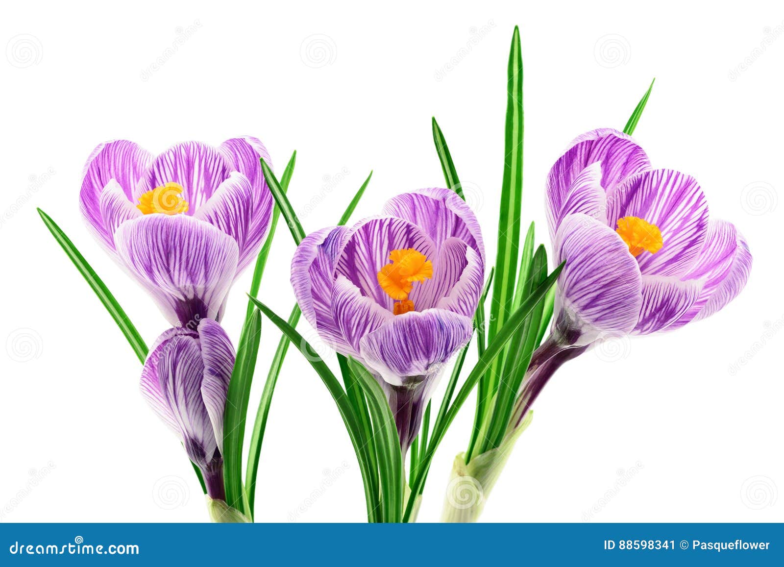 Crocus Flowers Closeup Isolated on White Stock Image Image of garden