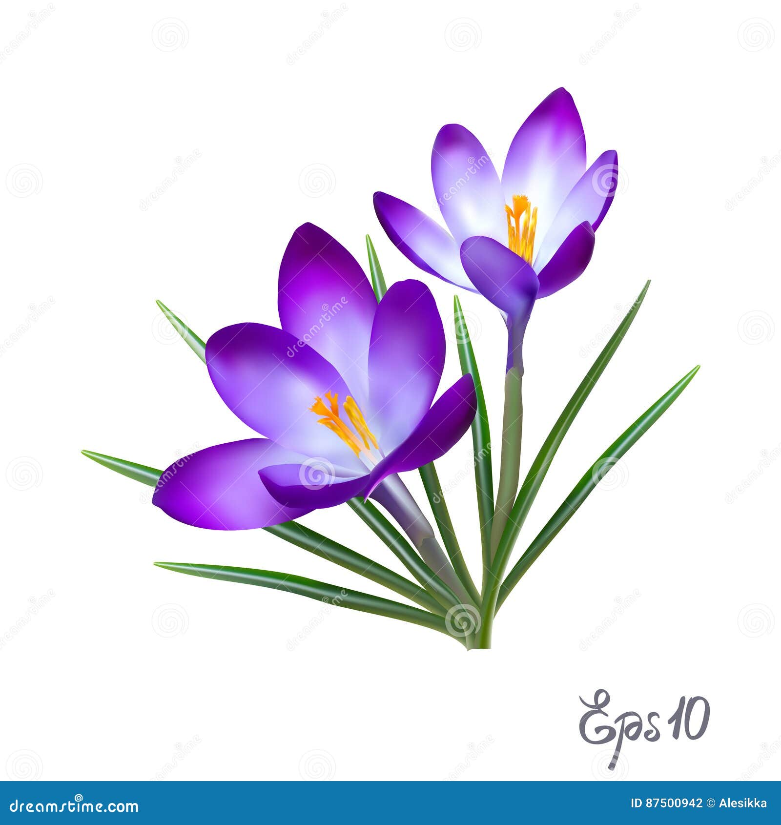 Crocus Flowers Elegant Vintage Card Stock Vector Illustration Of Blossom Background 87500942