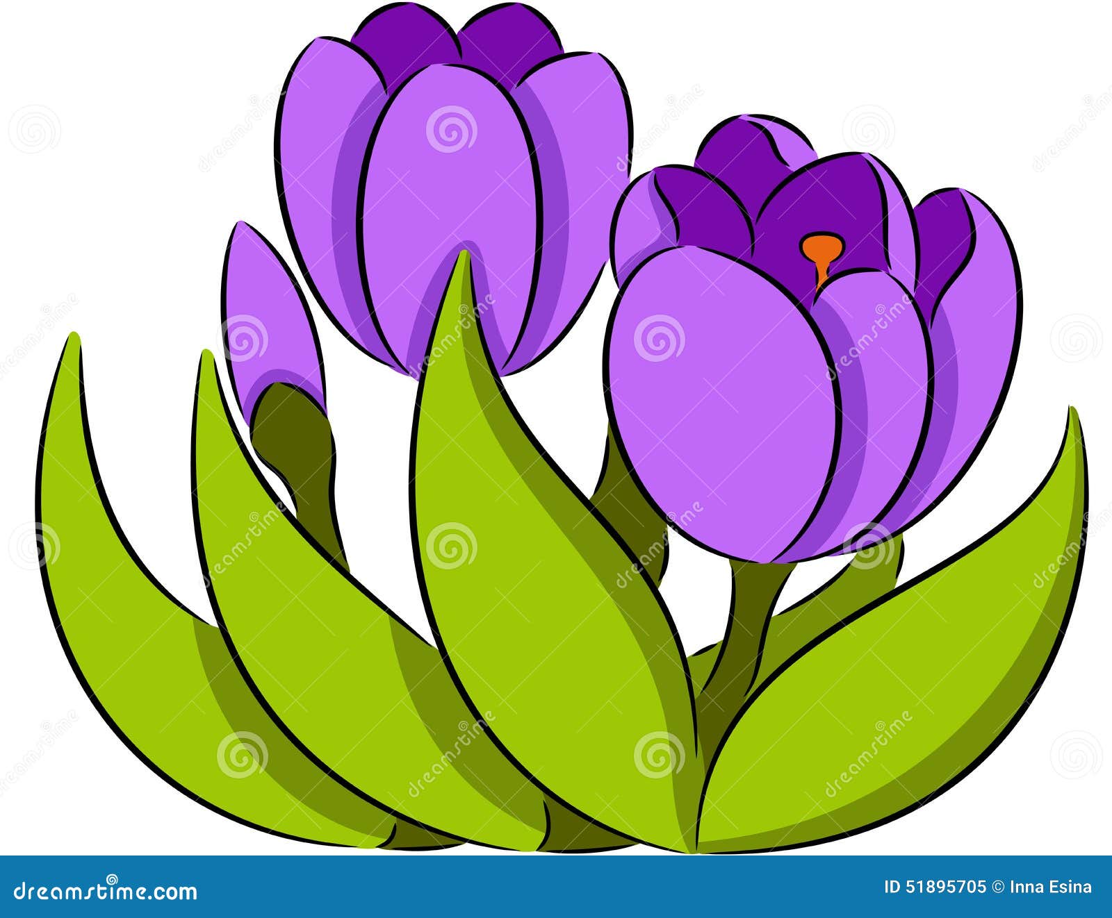 Crocus Flowers stock vector. Illustration of branch, summer 51895705