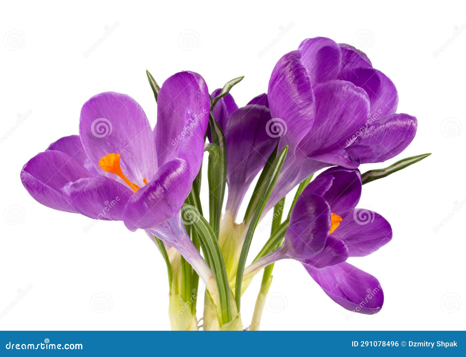 Crocus Flowers on Stem with Leaves Isolated on White Background Stock