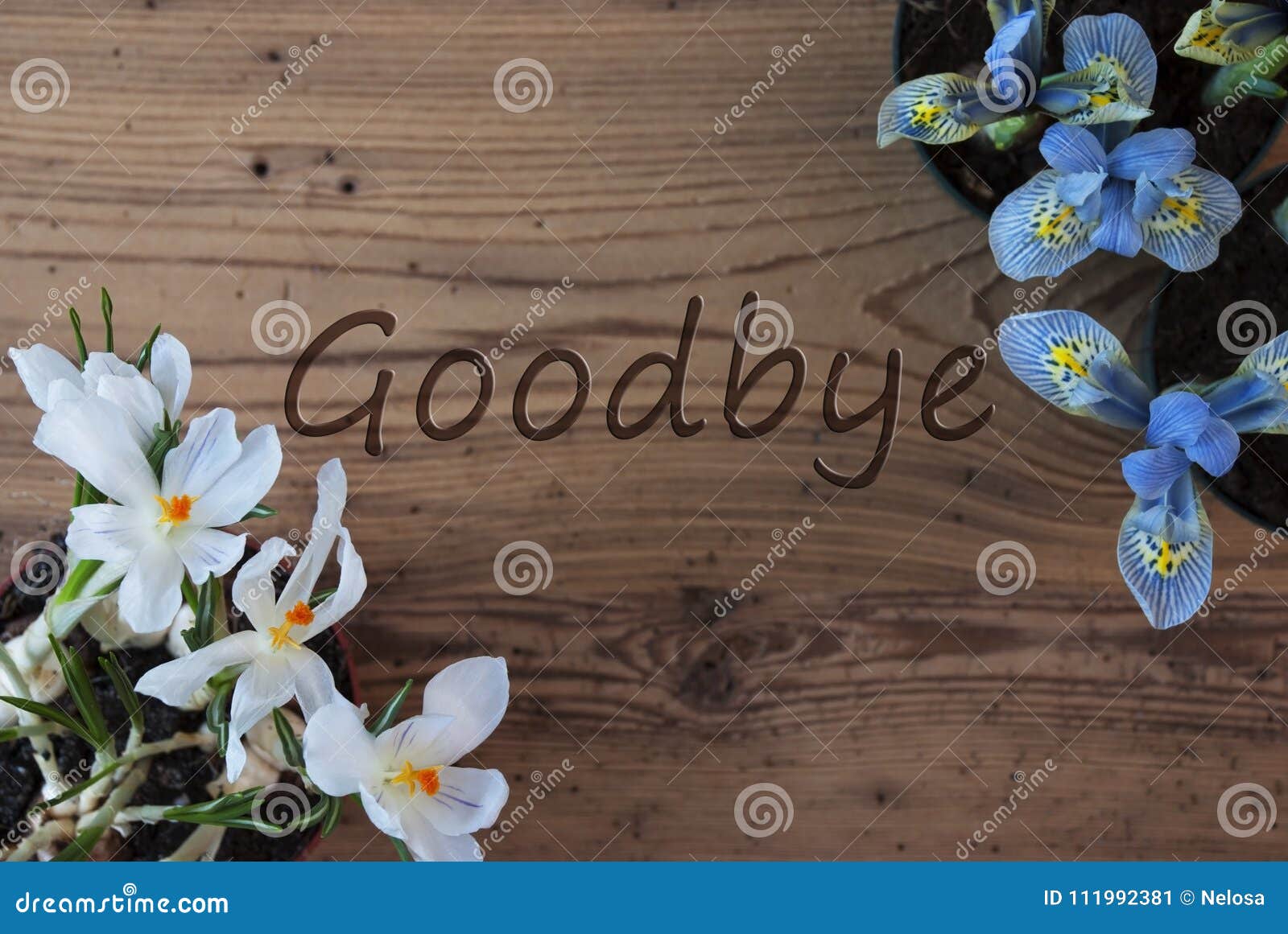Crocus And Hyacinth Text Goodbye Stock Image Image Of Season Holiday Crocus And Hyacinth Text Goodbye Stock Image Image Of Season Holiday