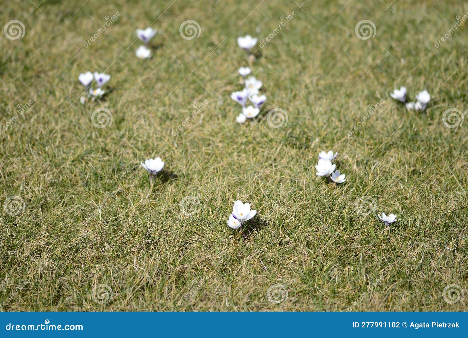 crocus hybridus prins claus