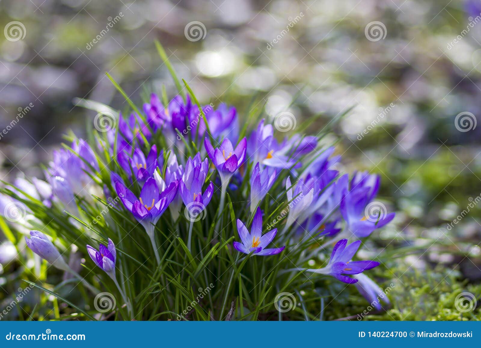 Crocus One of the First Spring Flowers Stock Photo Image of macro