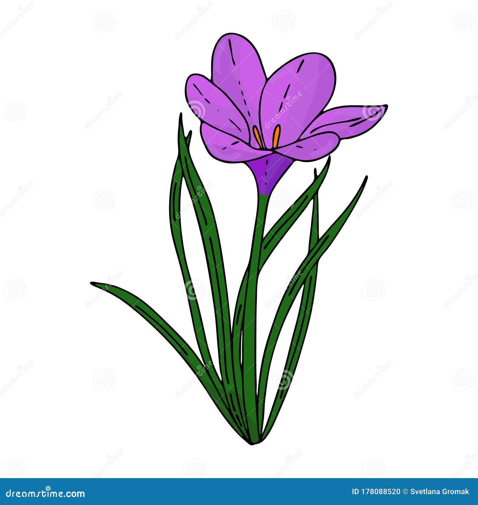 Crocus Outline Drawing The First Spring Flowers In The Doodle Style Purple Flowers Floristics For Decoration Postcards Weddings Stock Vector Illustration Of Botanical Graphic 178088520