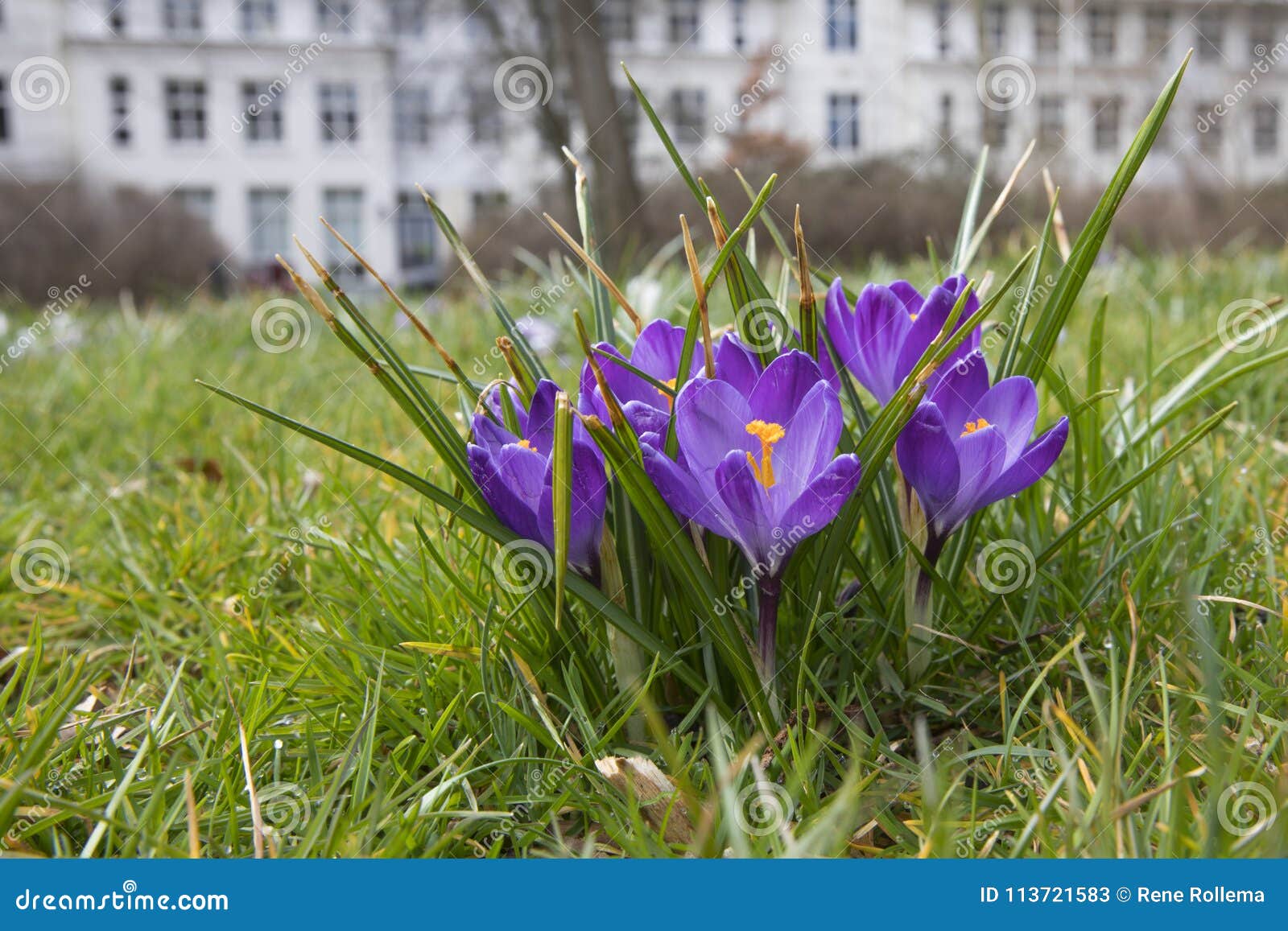 crocus park vreugd en rust