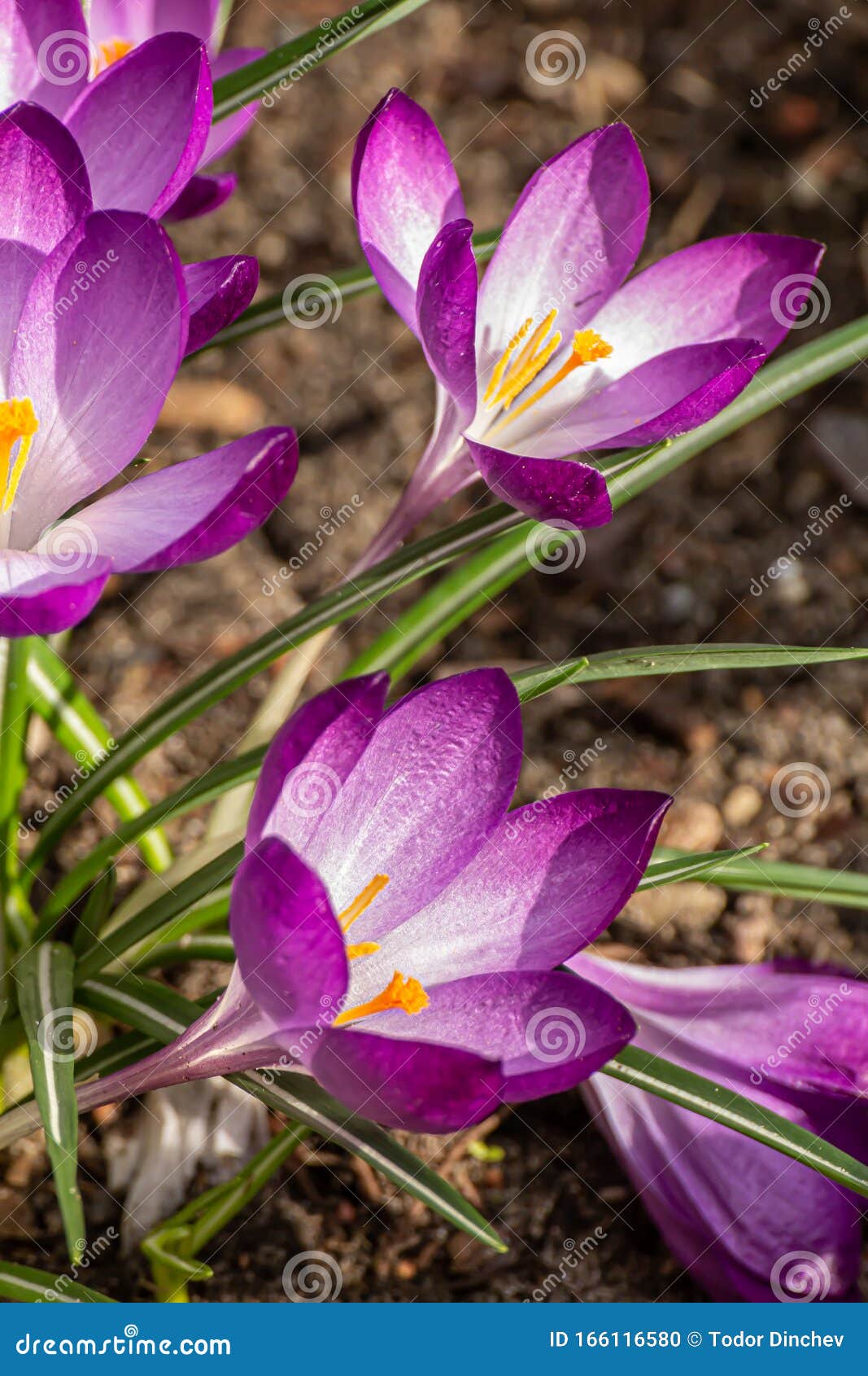 crocus, plural crocuses or croci. iris family
