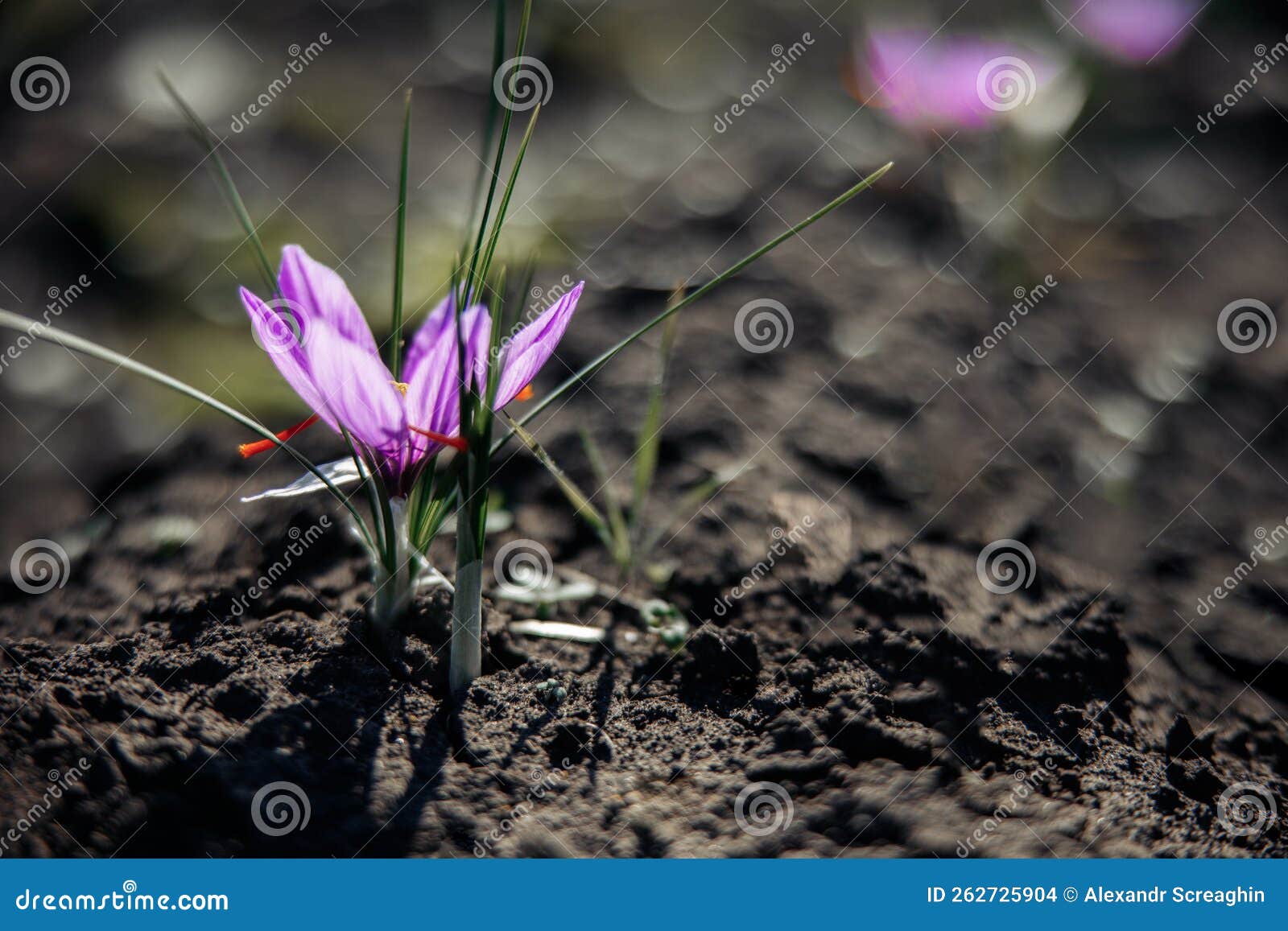 Crocus Sativus. Saffron Flowers in a Field at Harvest Time. Stock Photo