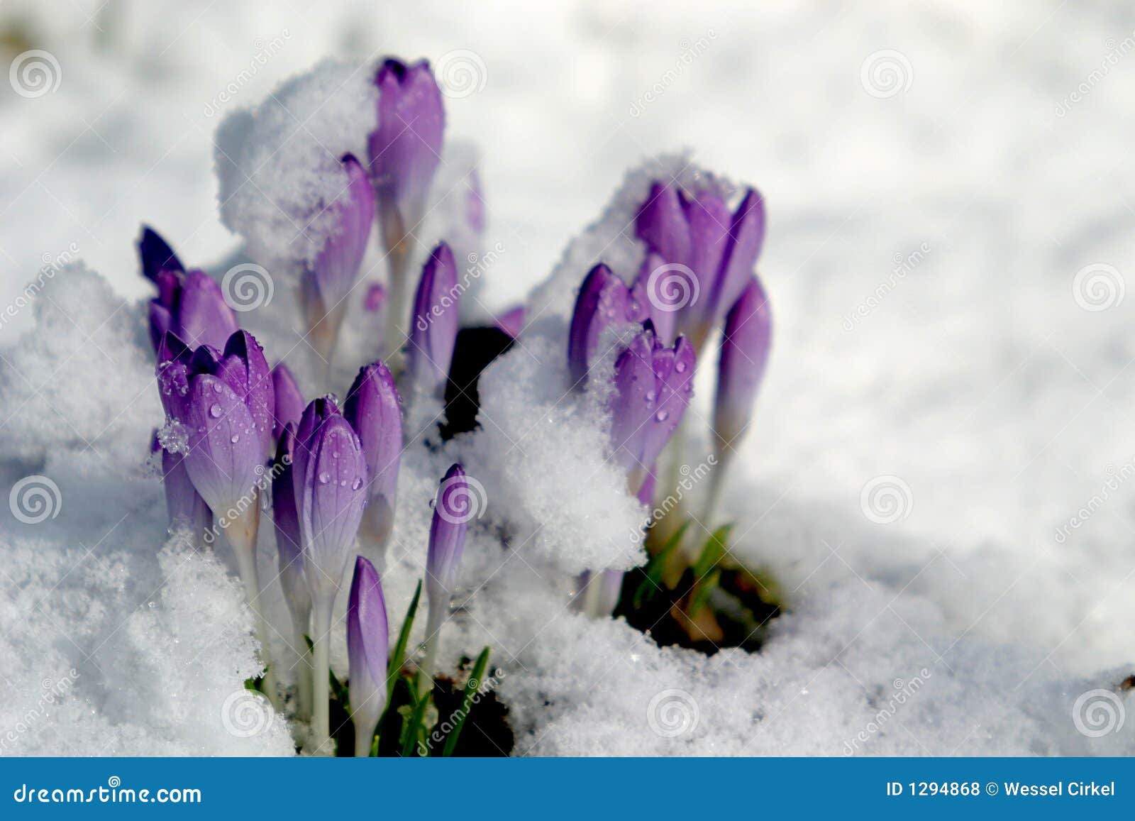 crocus in the snow (spring)