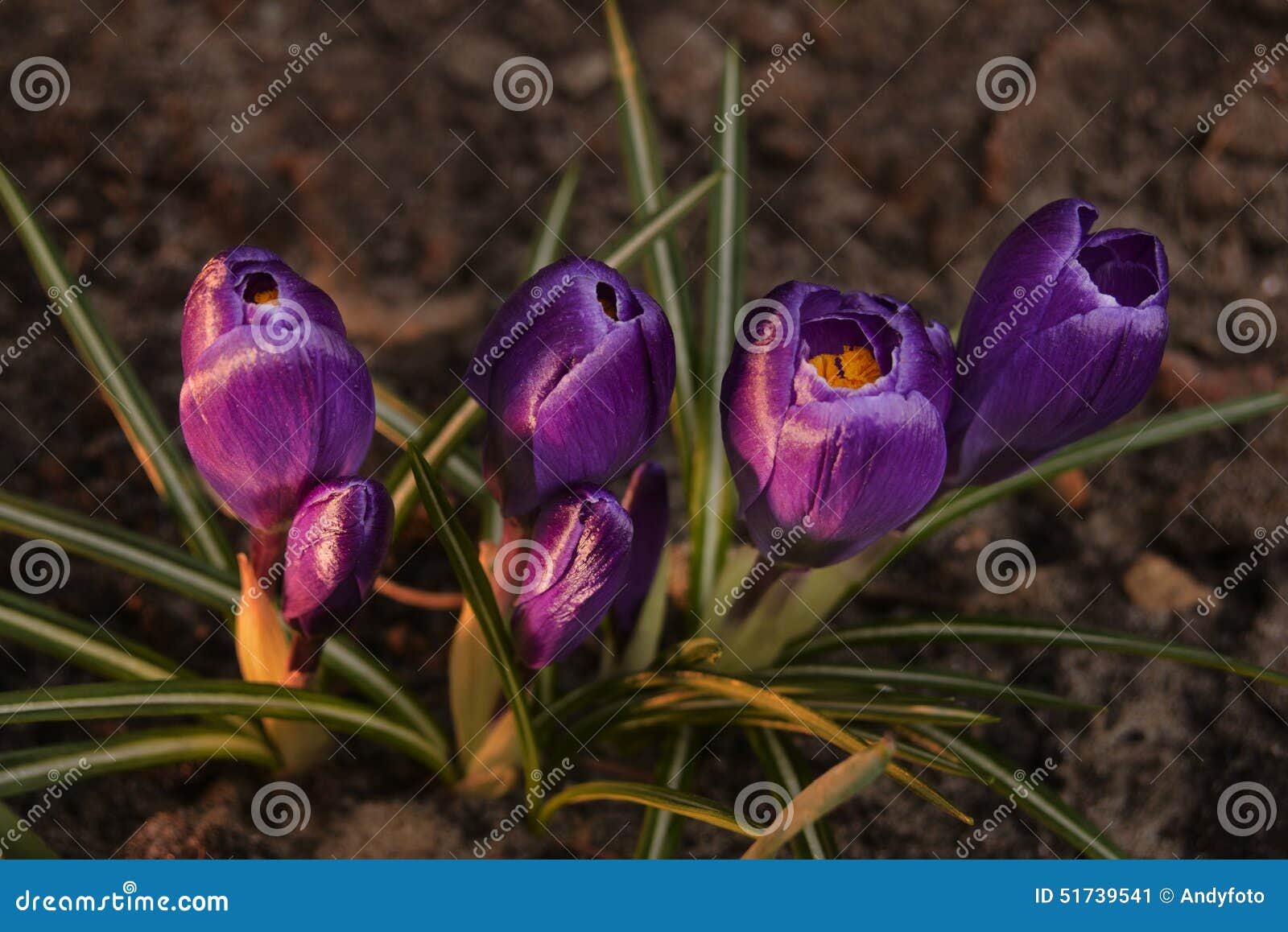 Crocus