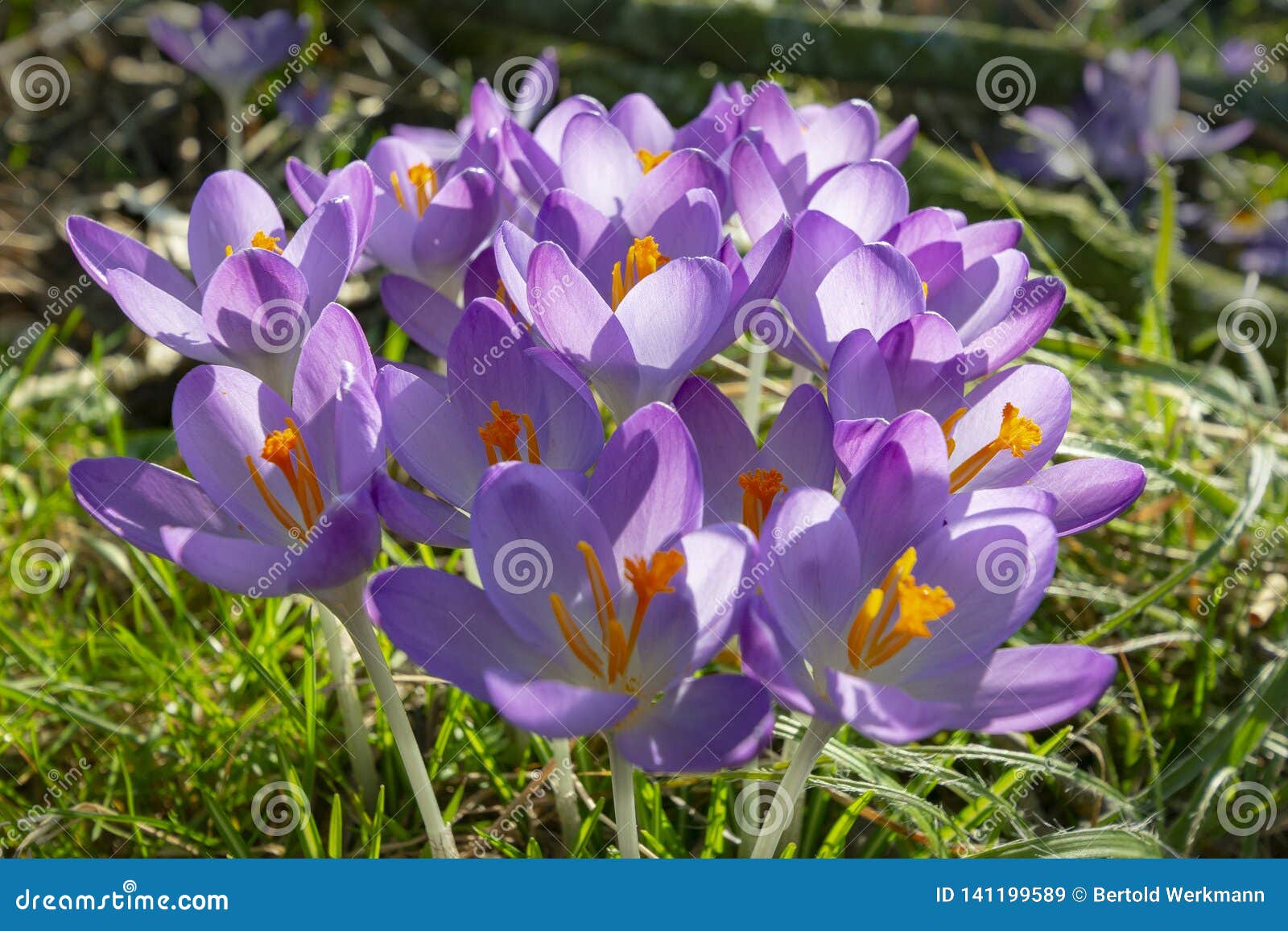 Crocus Tôt Avec La Fleur Violette Image stock - Image du safran, centrale:  141199589